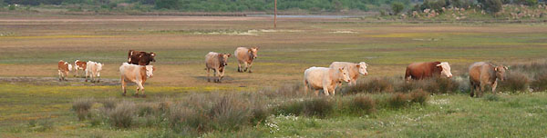 Koeien op de vlakte